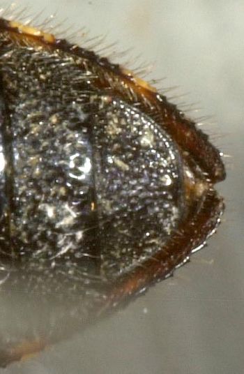 Media type: image;   Entomology 8030 Aspect: anal sclerite